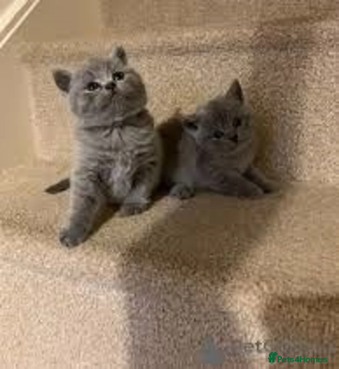 British Shorthair cats for sale: 🐾  Adorable British Shorthair Kittens 🐾 in London - Advert 1