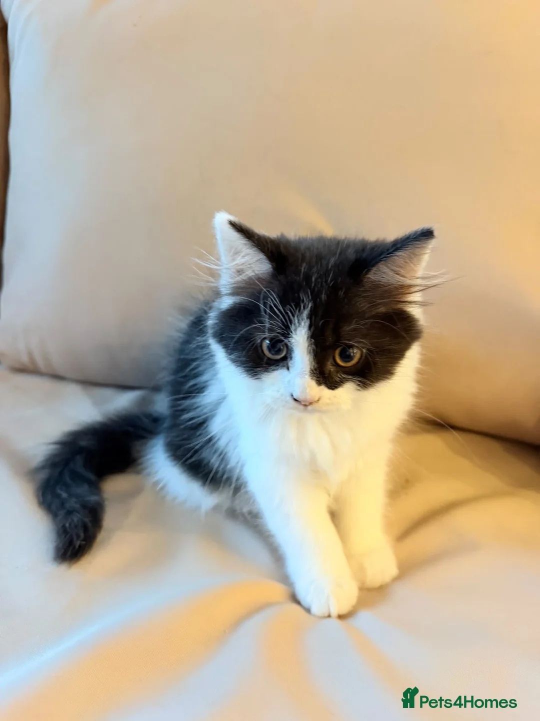 Persian cats for sale: Kitten in Hayes - Advert 2