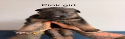German Shepherd dogs for sale: Purebred German shepherd puppies  - Advert 12