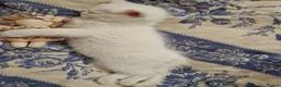 British Longhair cats for sale: British Shorthair.Pure white girl only left - Advert 15
