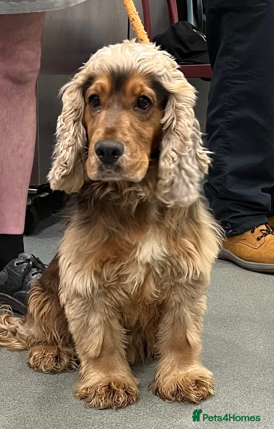 Cocker Spaniel dogs stunning sable cocker spaniel stud in Ormskirk - Advert 23