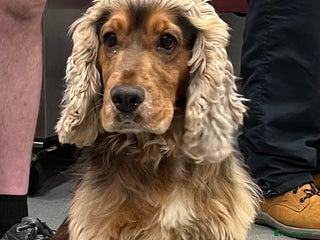 Cocker Spaniel dogs stunning sable cocker spaniel stud in Ormskirk - Advert 23