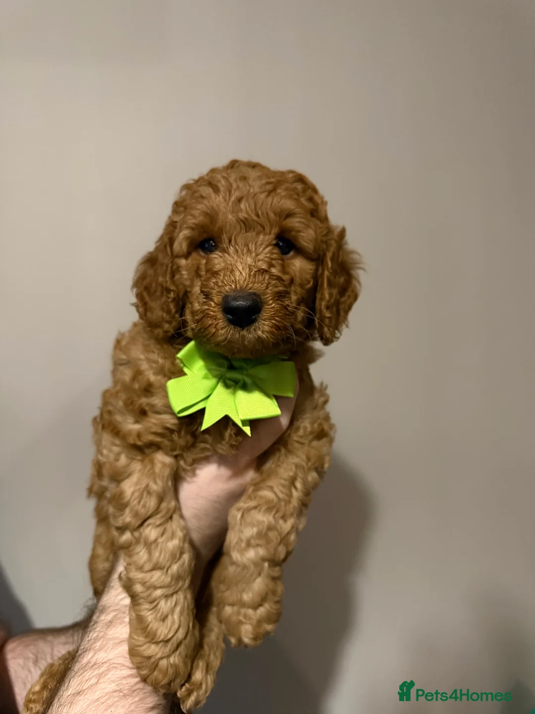 Labradoodle dogs for sale: Exceptional F1BB Labradoodle Puppies - Home Raised - Advert 36