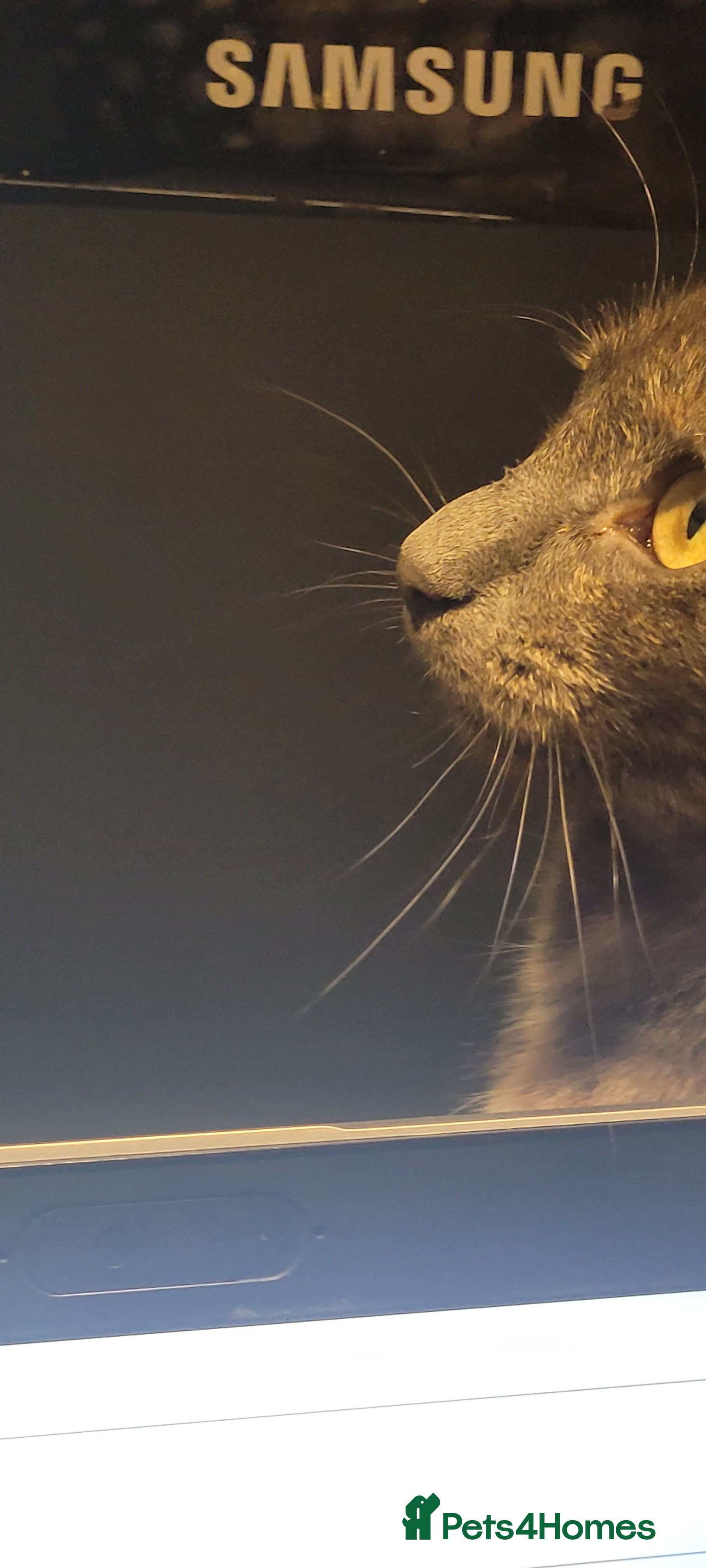 Mixed Breed cats Kittens mix short hair cross maine coon - Advert 1