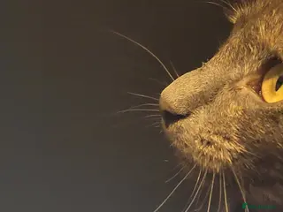 Mixed Breed cats Kittens mix short hair cross maine coon - Advert 1