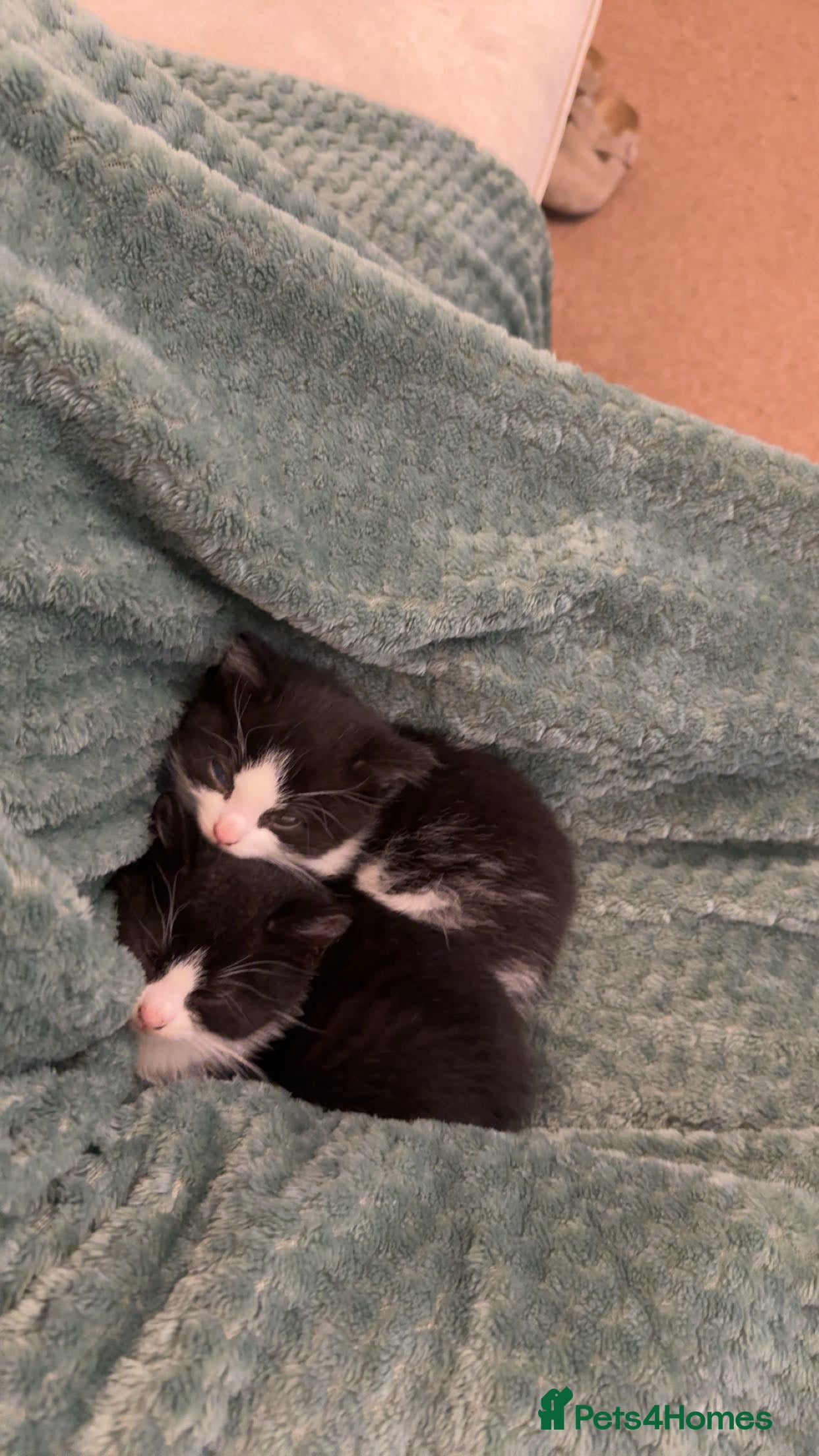 Mixed Breed cats 2 kittens for sale, 1 Female 1 Male - Advert 1