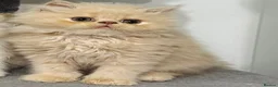 Persian cats for sale: 🐾 Persian Kittens for Sale 🐾 in Coventry - Advert 12