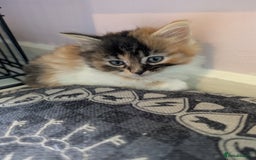 Mixed Breed cats for sale: One male two female long haired kittens - Image 2