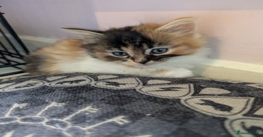 Mixed Breed cats - Advert 4