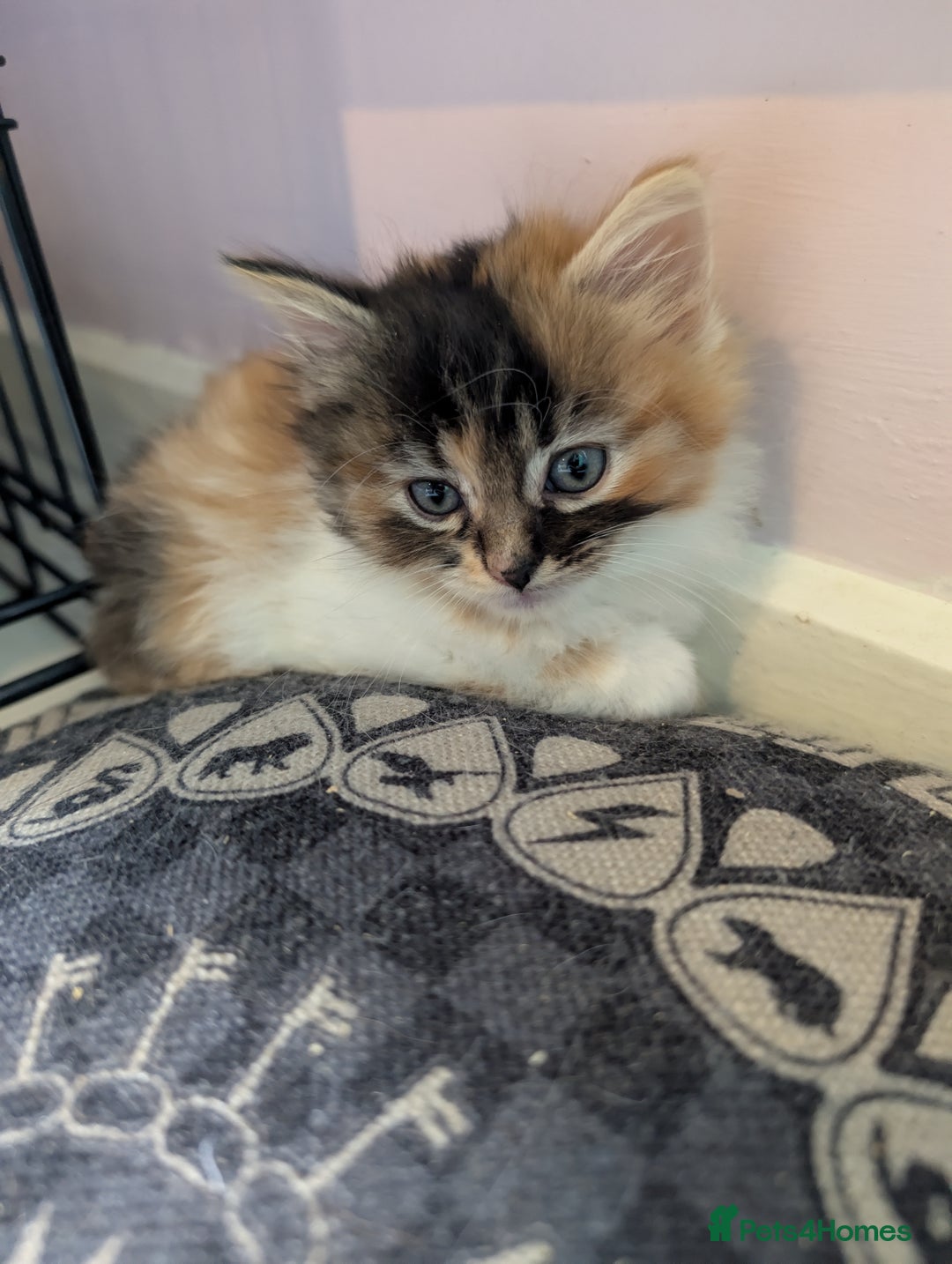 Mixed Breed cats for sale: One male two female long haired kittens - Image 2