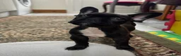 French Bulldog dogs for sale: 4 Beautiful French Buldog Puppies - Advert 14