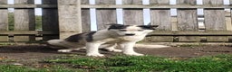 Siberian Husky dogs for sale: Husky puppy's  - Advert 2