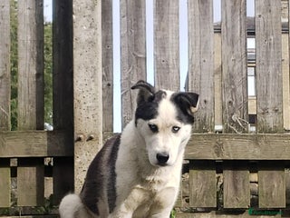 Siberian Husky dogs Husky puppy's - Advert 11