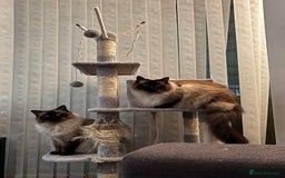 Ragdoll cats for sale: 2 Ragdolls (very close brothers) for adoption - Image 5