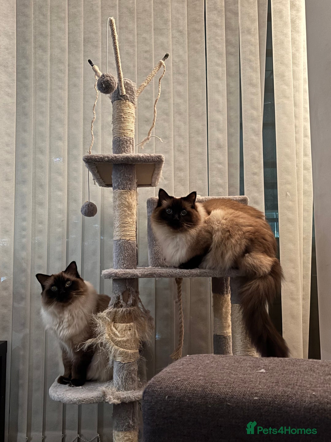 Ragdoll cats for sale: 2 Ragdolls (very close brothers) for adoption - Image 5