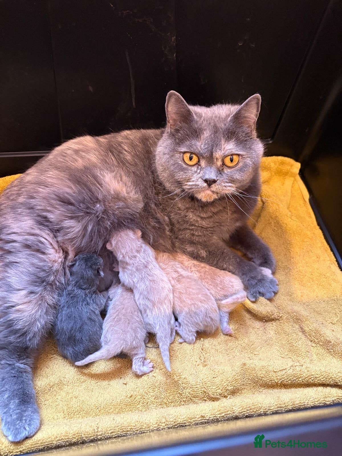 British Shorthair cats British Short Hair kittens for sale - Advert 1