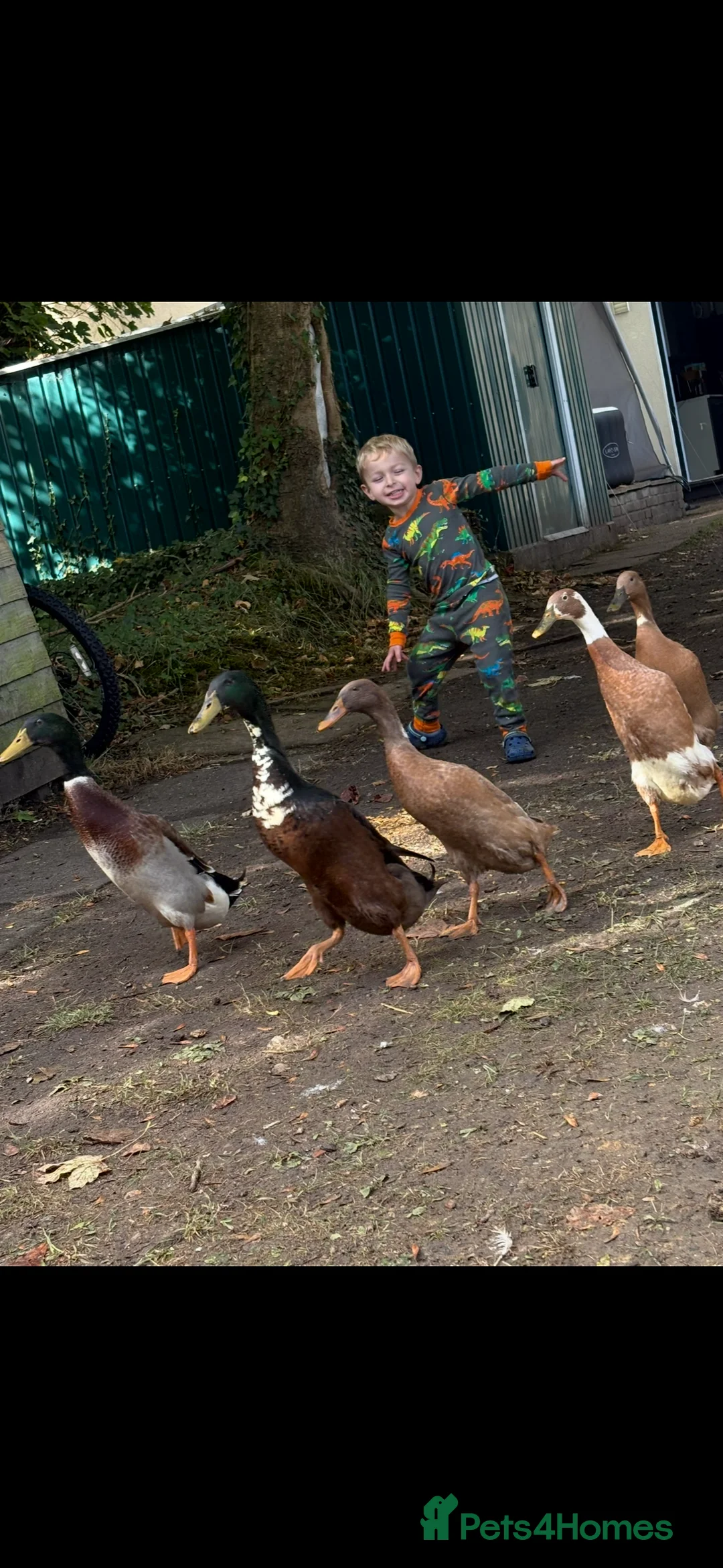 Ducks poultry for sale: Indian runner ducklings x6 - Advert 2