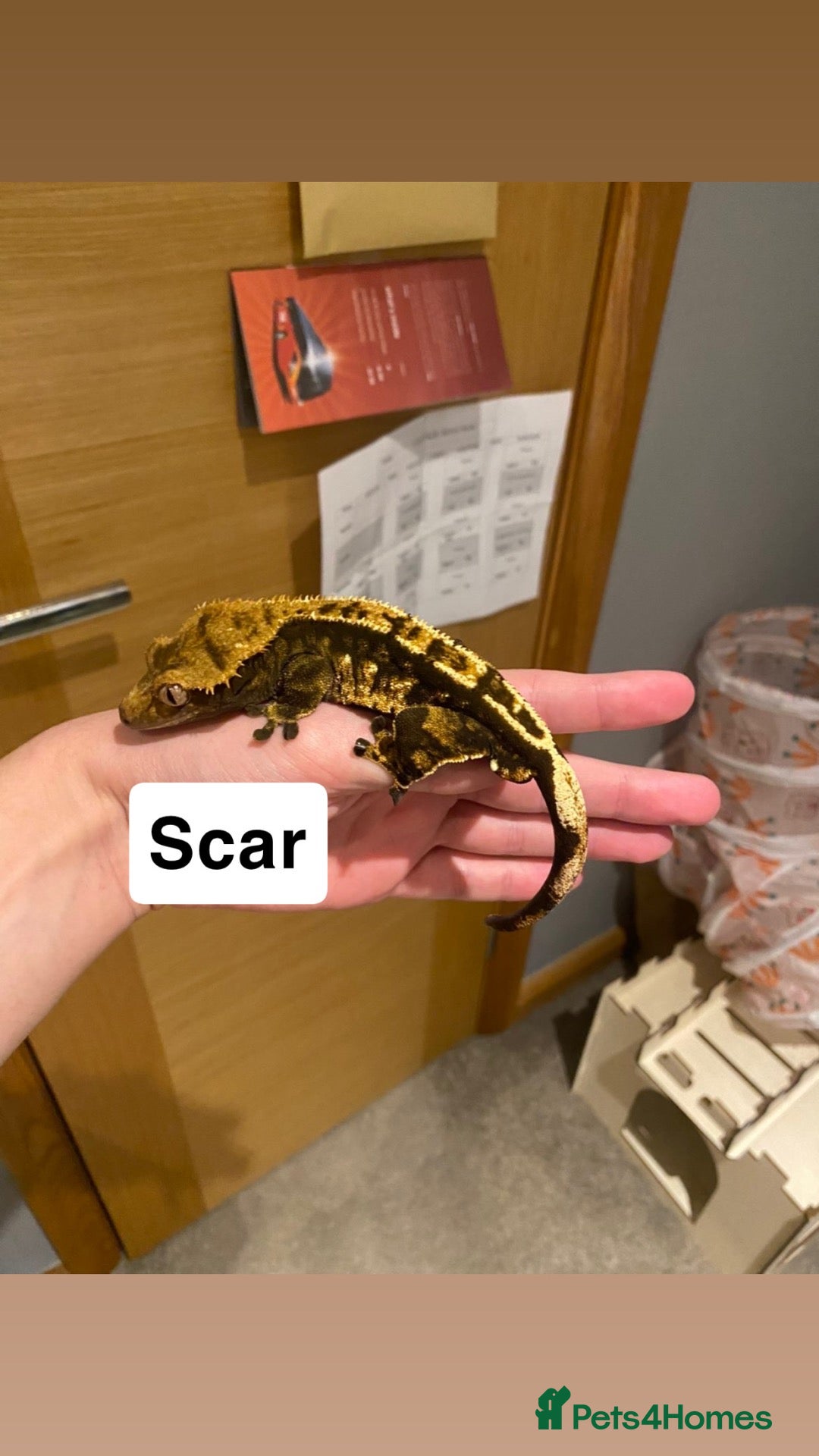 Gecko reptiles Crested gecko collection  - Advert 11