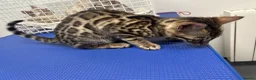 Bengal cats for sale: Supper friendly TICA registered kittens  - Advert 22