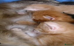 Maine Coon cats for sale: Stunning Mainecoon kittens  - Image 19