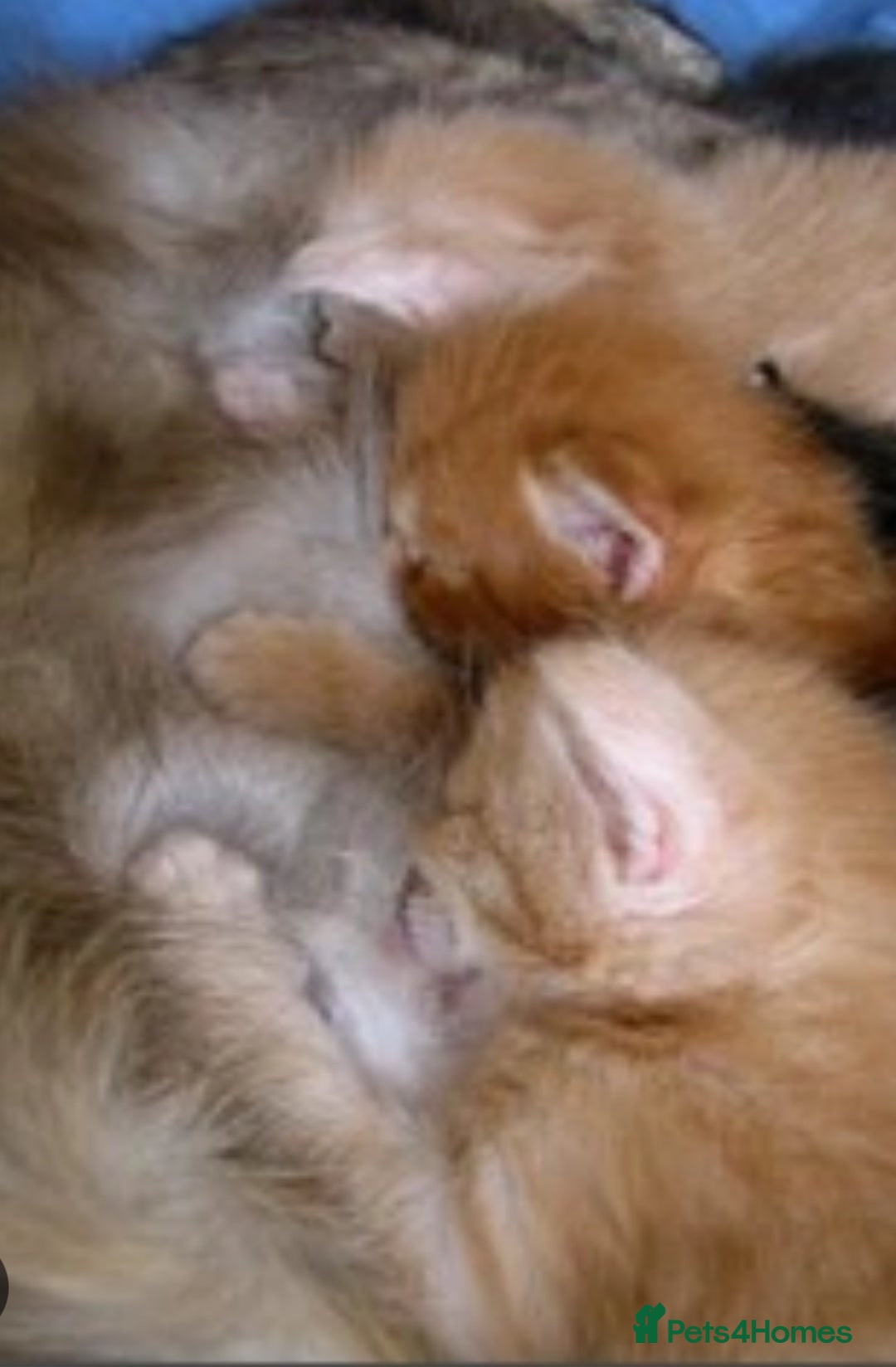 Maine Coon cats for sale: Stunning Mainecoon kittens  - Image 19