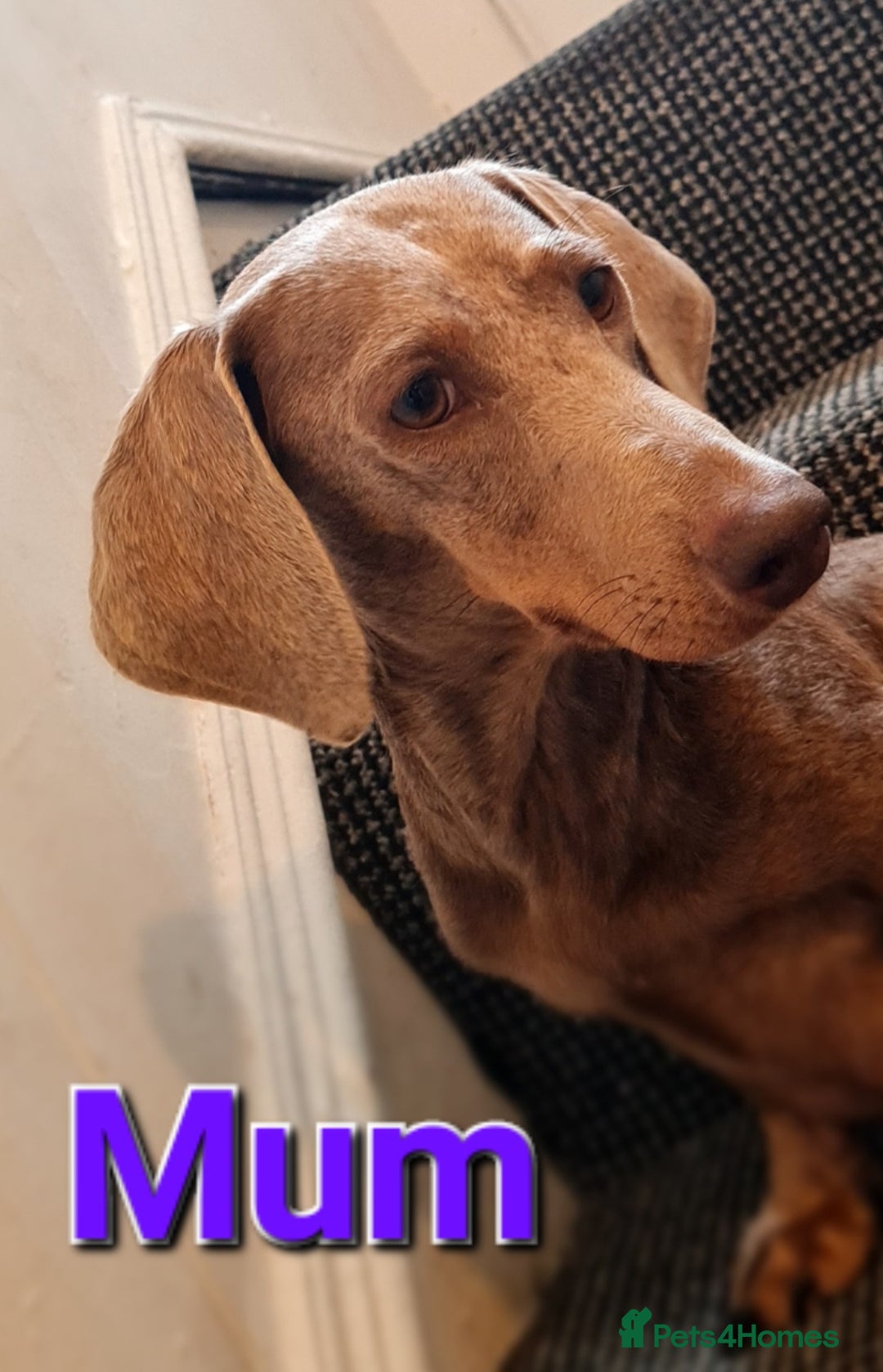 Miniature Dachshund dogs for sale: 💜MINIATURE DAPPLE AND CHOCOLATE Dachshunds Babys - Image 12