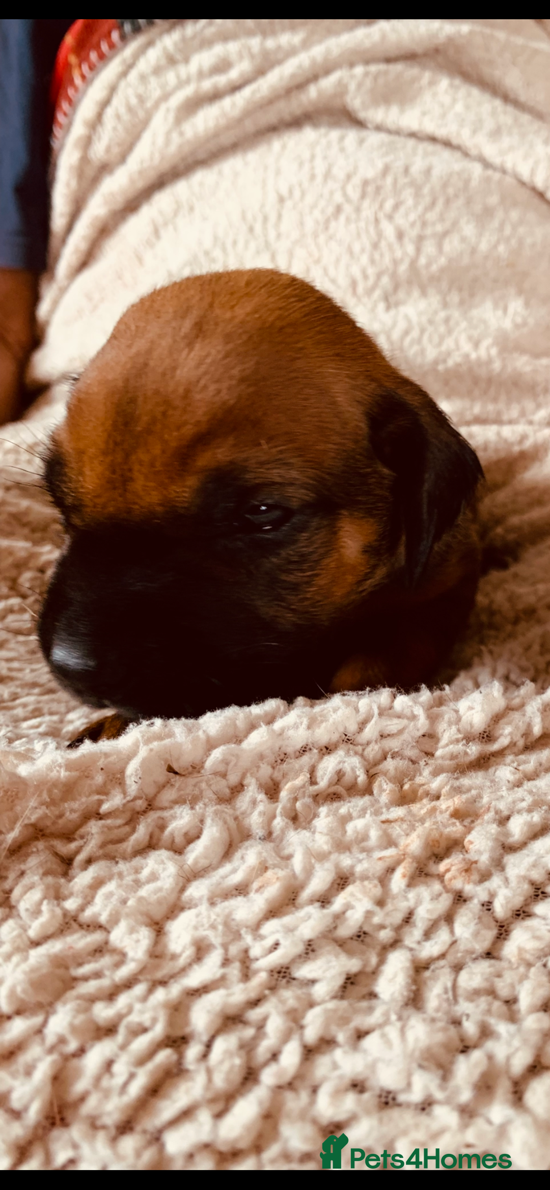 Rhodesian Ridgeback dogs for sale: Lovely Red Wheaten FULLY health tested parents in Pwllheli - Image 26