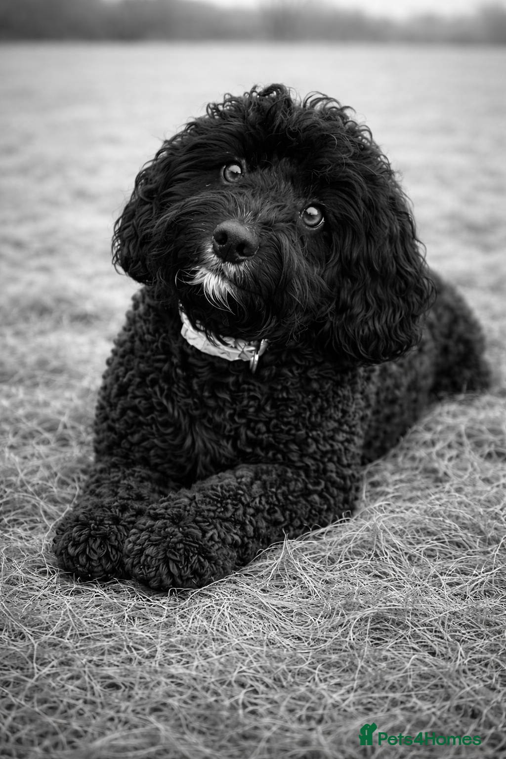Cockapoo dogs Gorgeous Miniature Cockapoo Puppies 🐾 - Advert 2