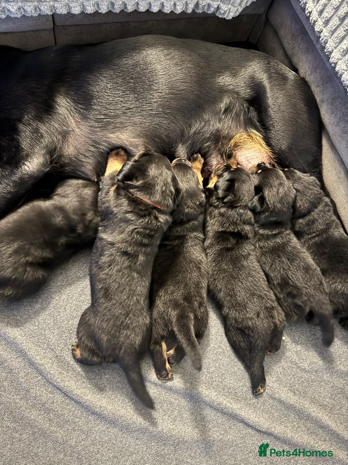 Rottweiler dogs Beautiful ROTTWEILER puppies  - Advert 1