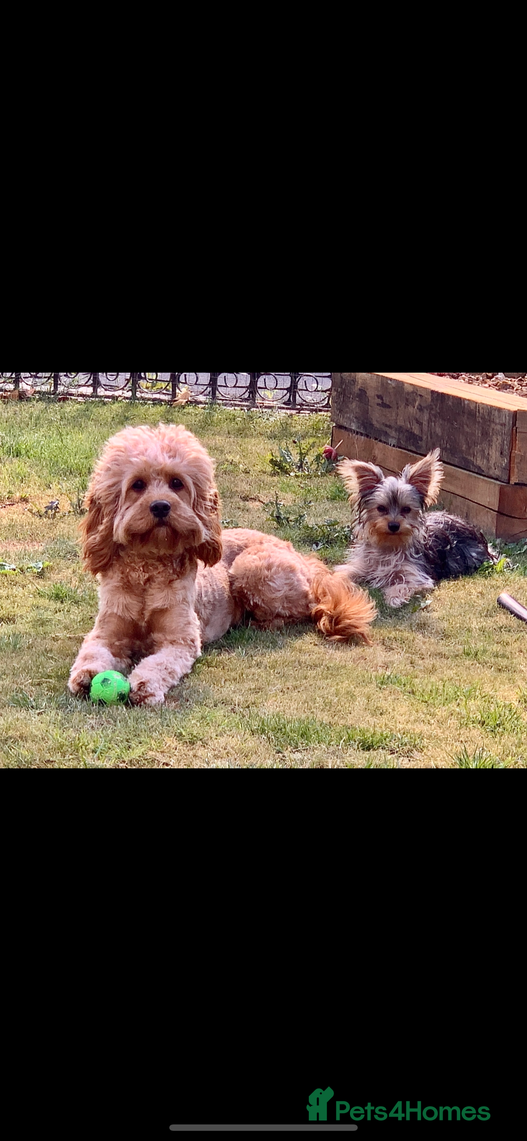 Cavapoo dogs for sale: Meet Tilly - Stunning Red F1 CavaPoo  in Rhyl - Image 12