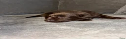 Labrador Retriever dogs for sale: Stunning Chunky chocolate and black Labrador pups - Advert 7
