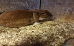 Mini Lop rabbits for sale: Plush mini lops  - Image 8