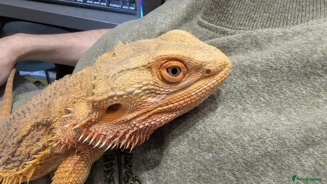 Bearded Dragon reptiles for sale: Bearded Dragon and Setup - Advert 1