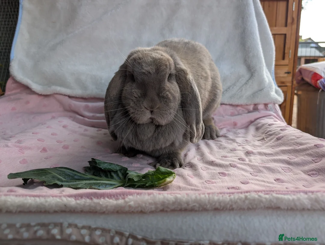French Lop rabbits for sale: Bonded Pair of Female French Lop Rabbits - Advert 11