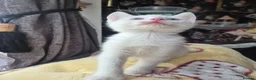 Mixed Breed cats for sale: White Kittens Ready to leave - Advert 15
