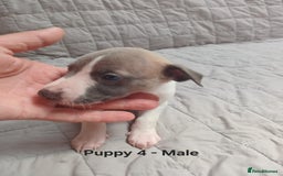 Whippet dogs for sale: *LAST MALE PUPPY* Beautiful KC Registered Puppies - Image 13