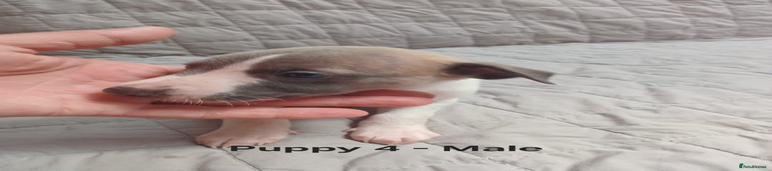 Whippet Puppy 4