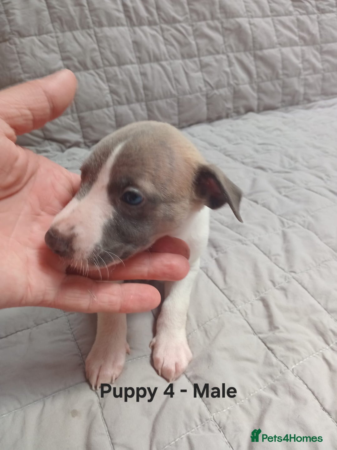 Whippet dogs for sale: *LAST MALE PUPPY* Beautiful KC Registered Puppies - Image 13