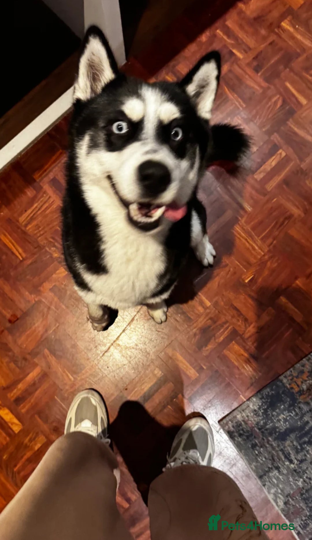 Siberian Husky dogs for sale: Loki husky  - Advert 3