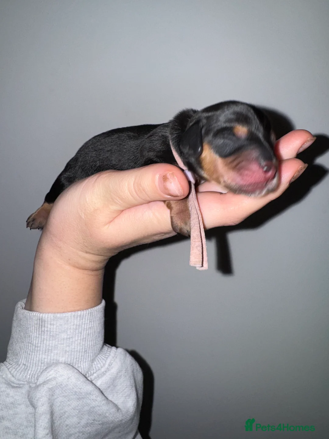 Miniature Dachshund dogs for sale: Last Black and tan miniature girl available  - Advert 6