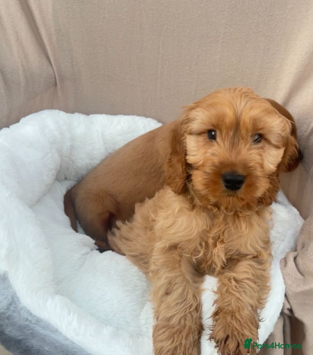 Cockapoo dogs for sale: 2 male cockapoo puppies for sale  - Advert 8