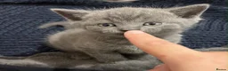 British Shorthair cats for sale: British short hair x domestic grey short hair  - Advert 10