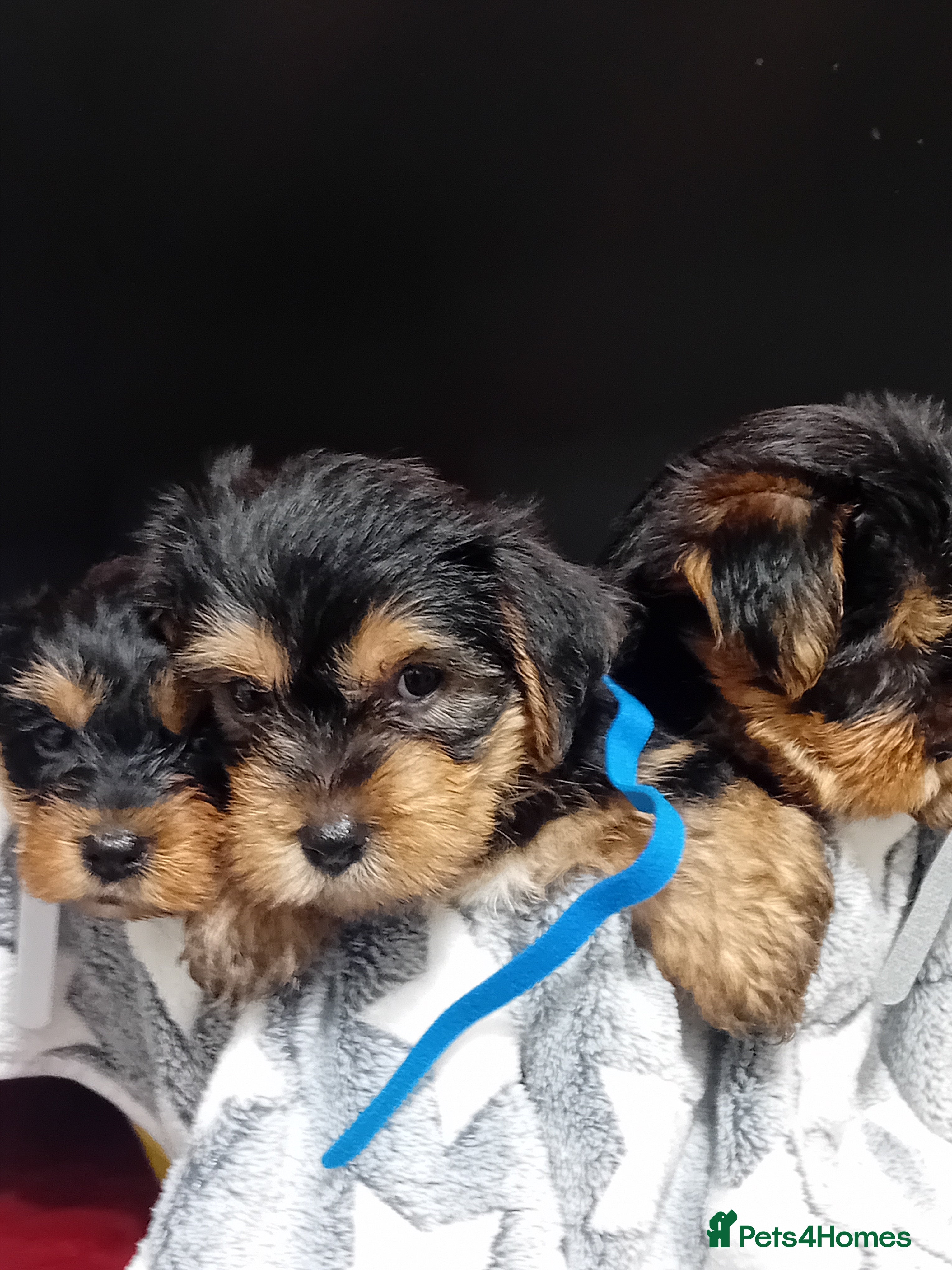 Yorkshire Terrier dogs Yorkshire Terrier Puppies 2 Boys and 1 Girl - Advert 1
