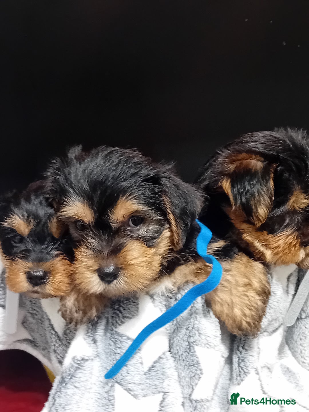 Yorkshire Terrier dogs for sale: Yorkshire Terrier Puppies 2 Boys and 1 Girl - Advert 1