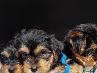 Yorkshire Terrier dogs Yorkshire Terrier Puppies 2 Boys and 1 Girl - Advert 1
