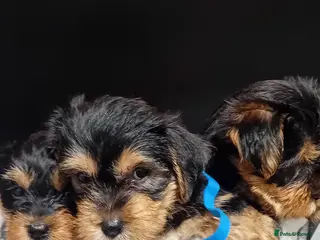 Yorkshire Terrier dogs Yorkshire Terrier Puppies 2 Boys **Ready Now*** - Advert 8