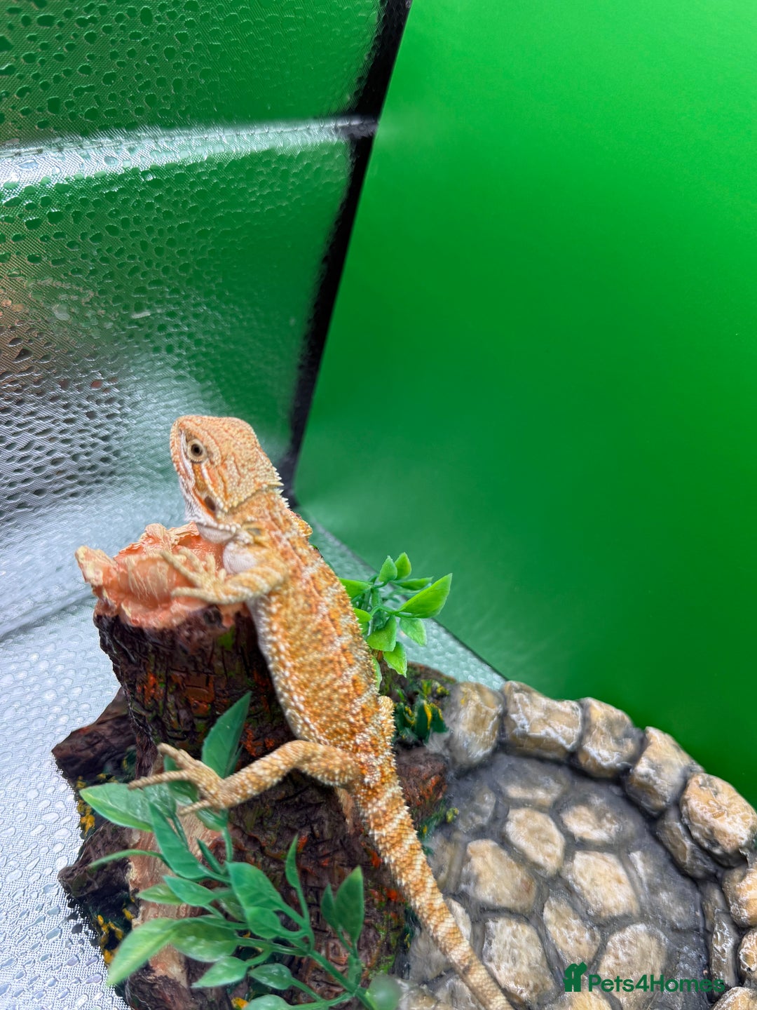 Bearded Dragon reptiles for sale: 🔥🔥🔥 BABY BEARDED DRAGONS 🔥🔥🔥 READY 2 GO 🔥🔥 - Image 21