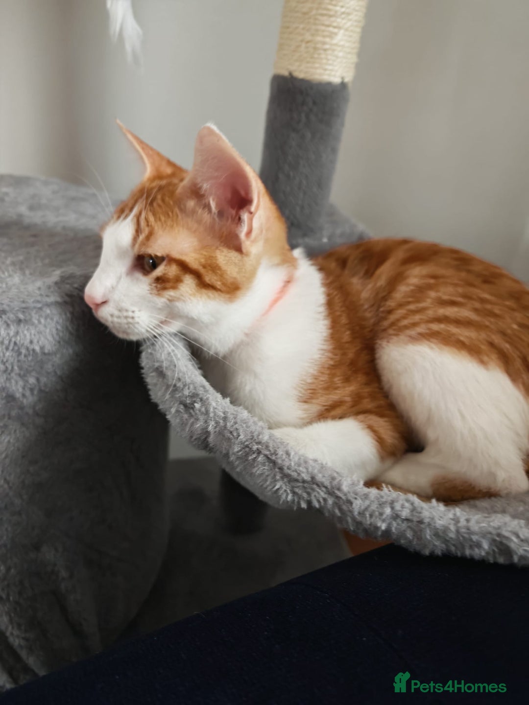 Mixed Breed cats for adoption: Gorgeous tiny tiger Lincoln needs a new home  - Image 4