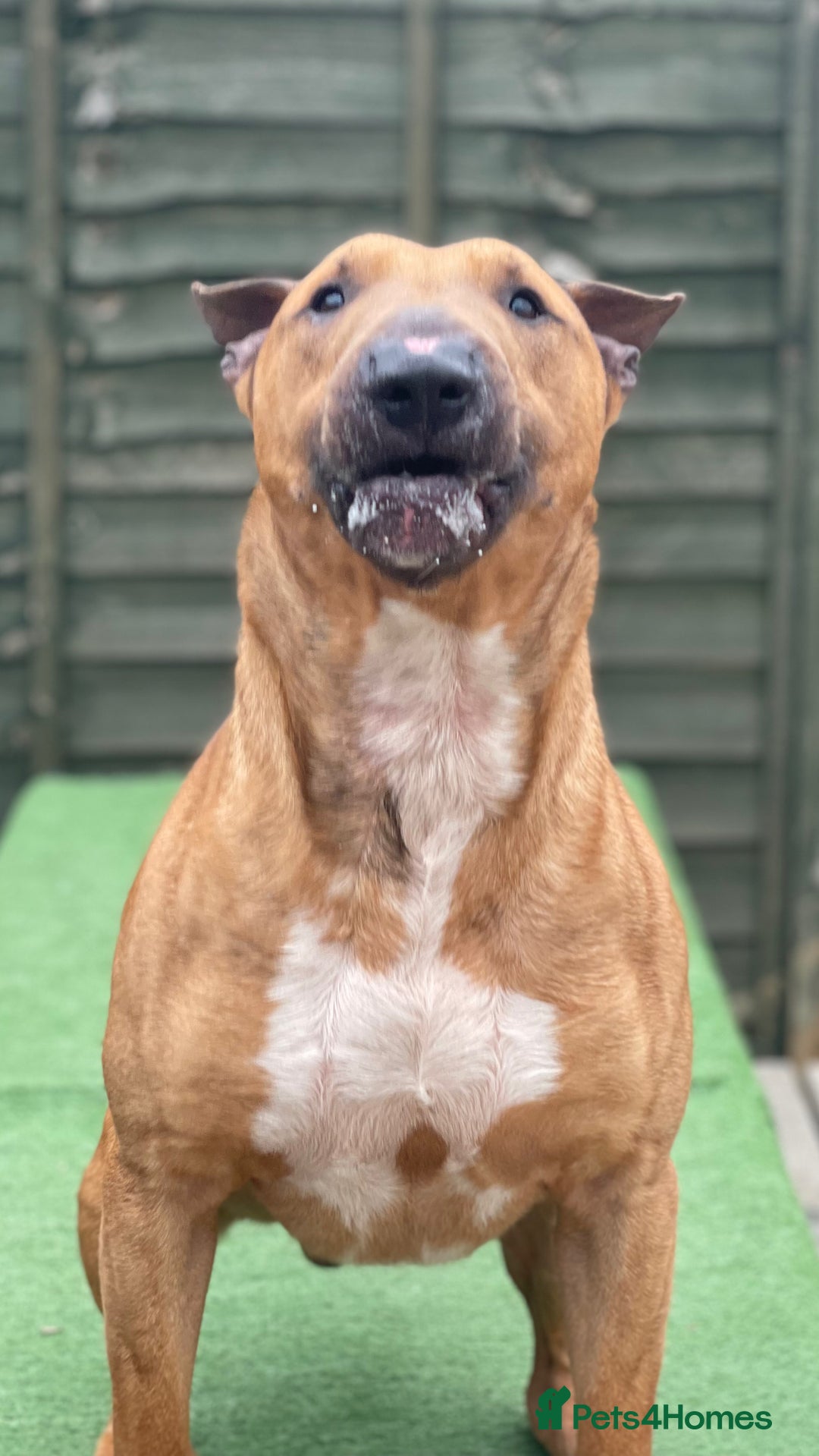 English Bull Terrier dogs for sale: English bull terrier pups - Advert 2