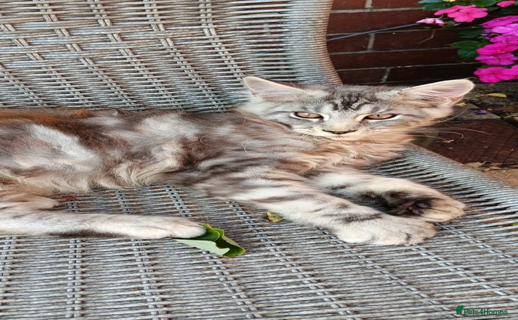 Maine Coon cats - Advert 3